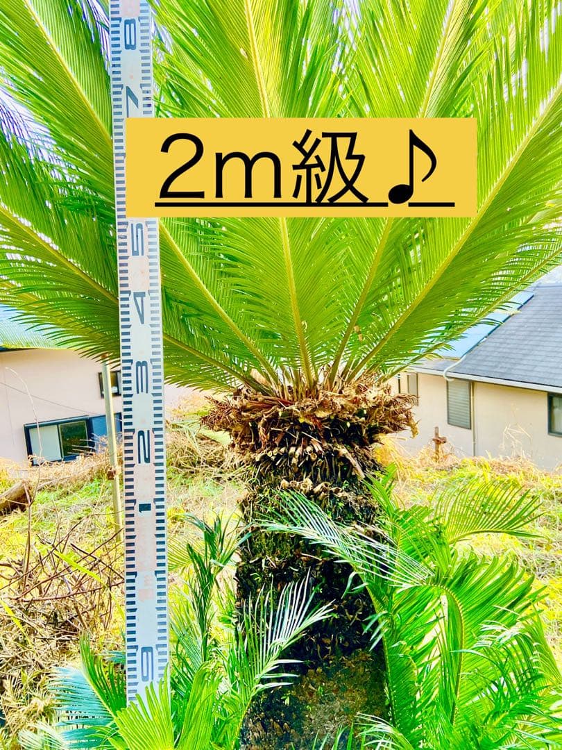 メス蘇轍2m 奄美大島大株　耐寒性