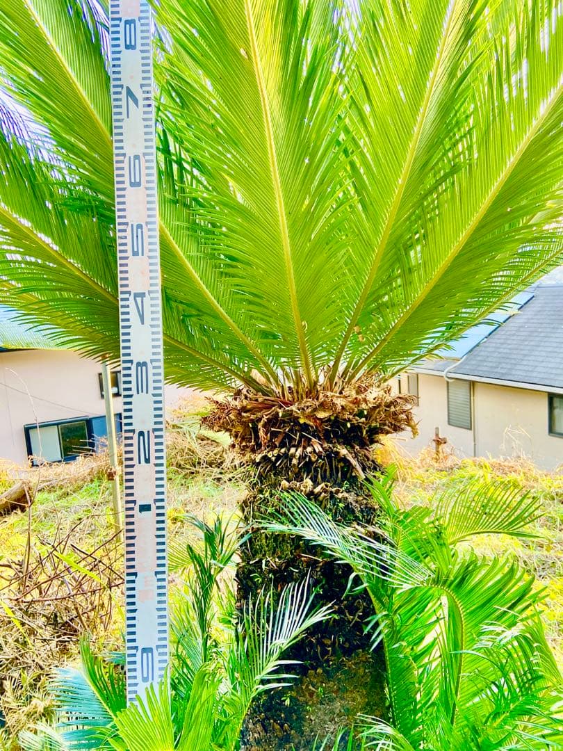 メス蘇轍2m 奄美大島大株　耐寒性