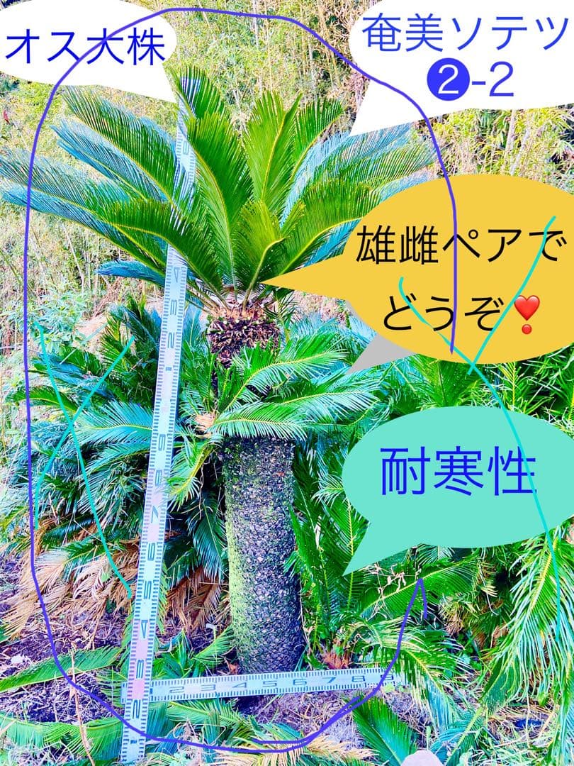 メス蘇轍2m 奄美大島大株　耐寒性