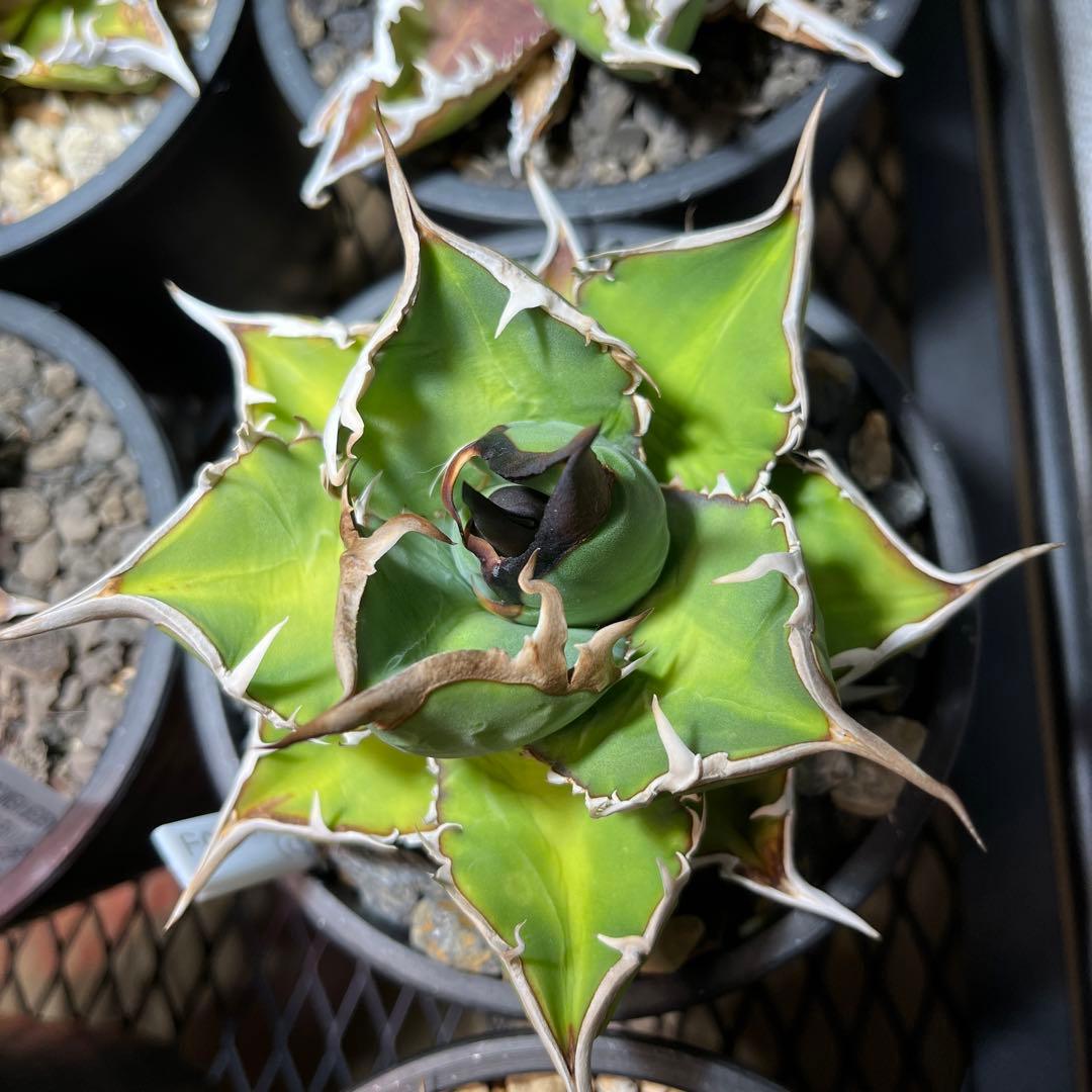 Agave titanota ノーネーム　アガベ　チタノタ
