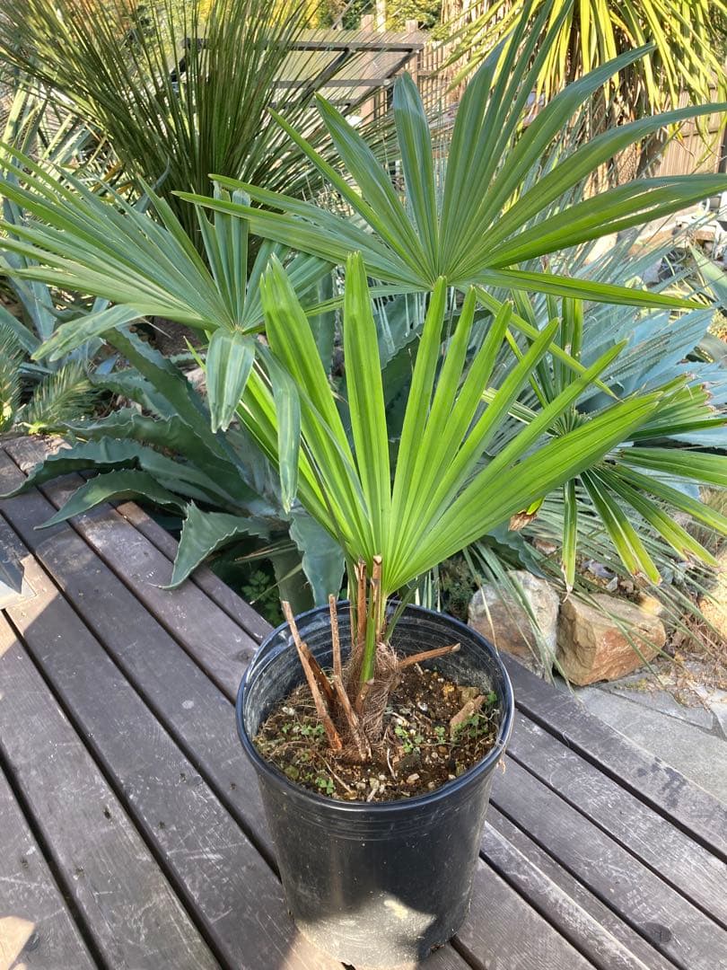 極耐寒性ヤシ シュロの木◇南国リゾート東北ドライガーデン アガベ