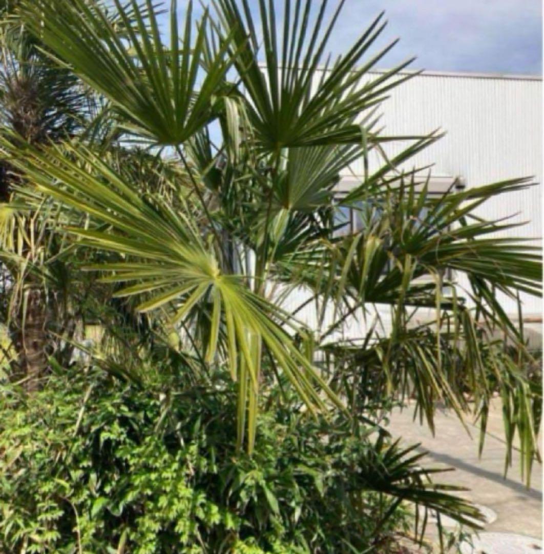 極耐寒性ヤシ シュロの木◇南国リゾート東北ドライガーデン アガベ