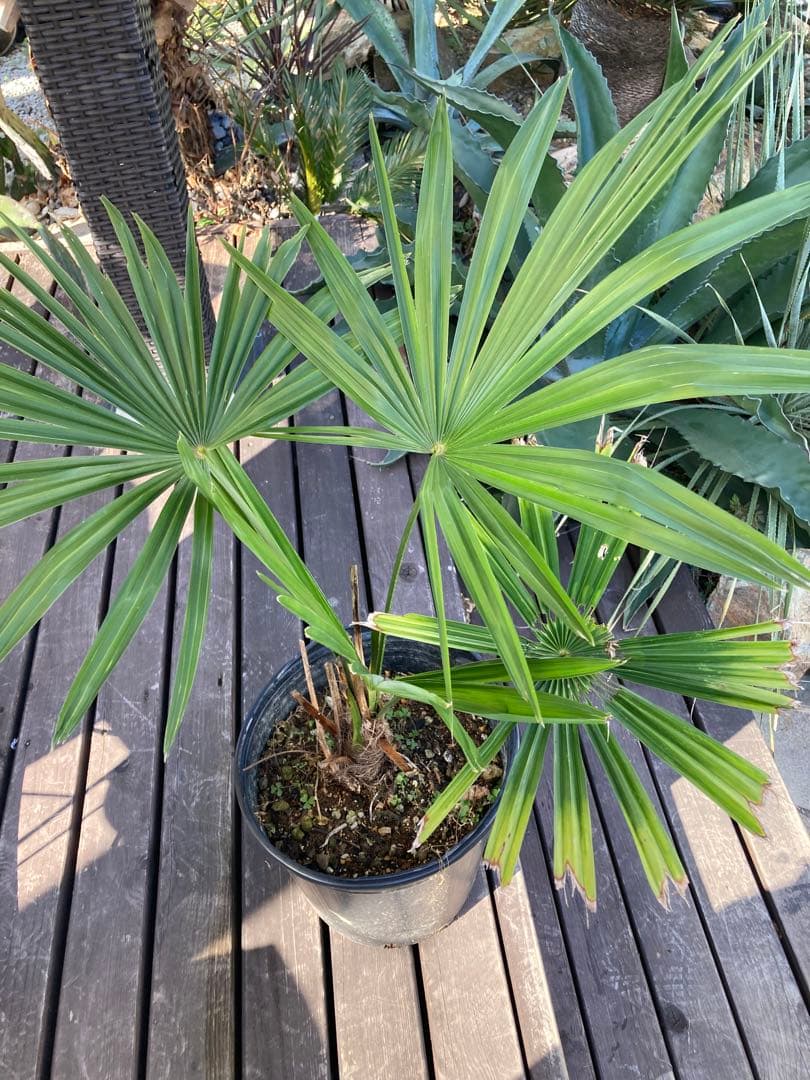 極耐寒性ヤシ シュロの木◇南国リゾート東北ドライガーデン アガベ