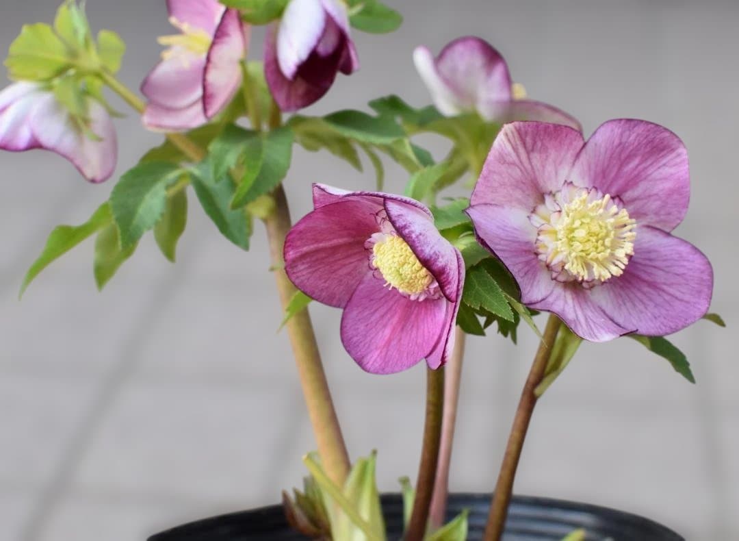 広瀬園芸　セミダブル　ピンク　クリスマスローズ　開花株