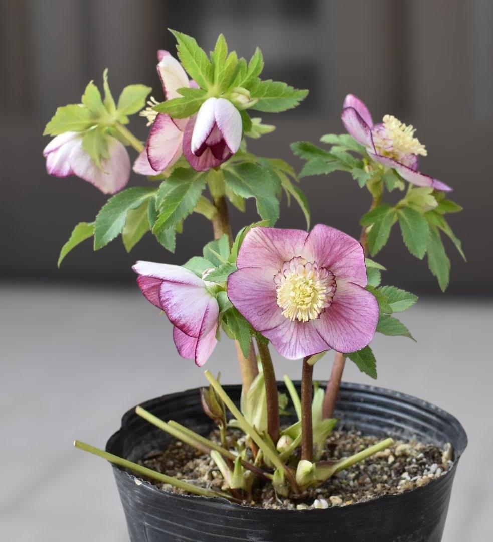 広瀬園芸　セミダブル　ピンク　クリスマスローズ　開花株