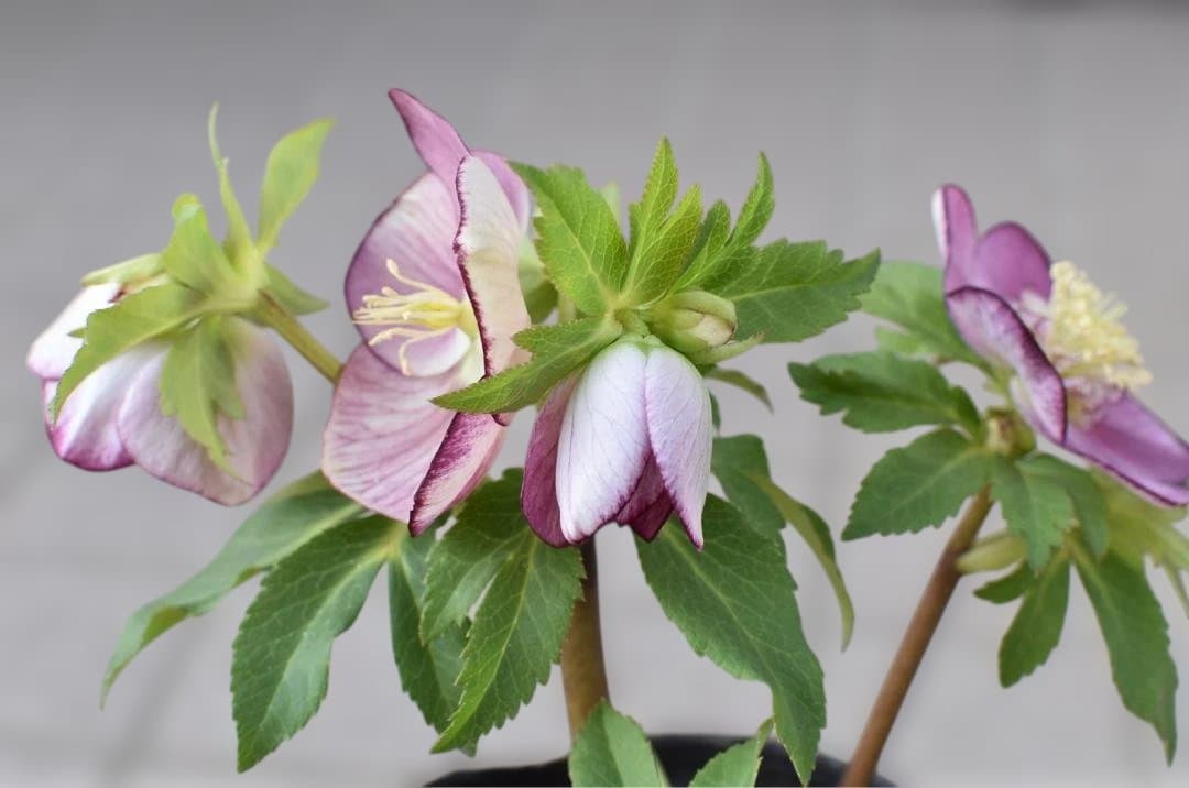 広瀬園芸　セミダブル　ピンク　クリスマスローズ　開花株