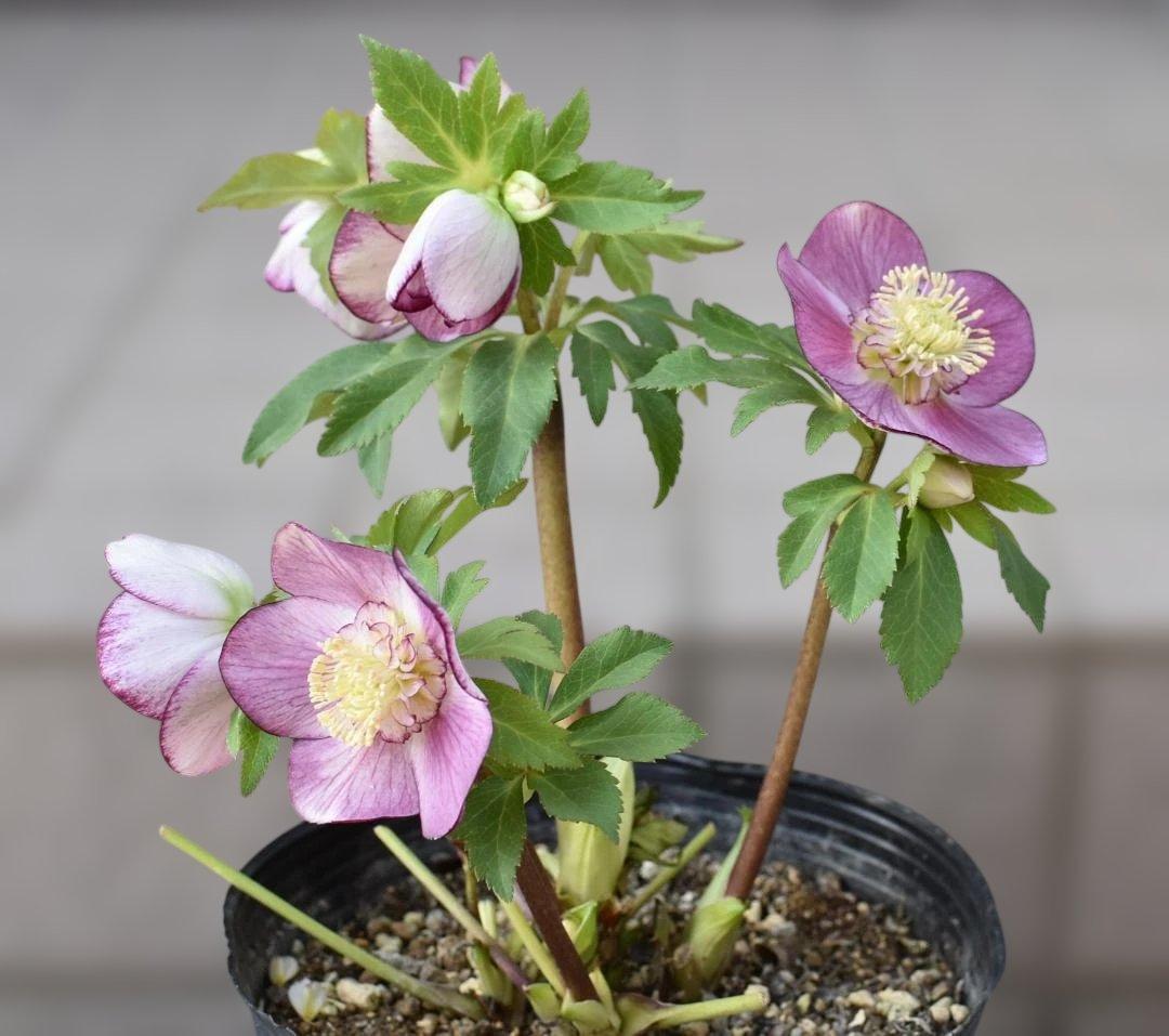 広瀬園芸　セミダブル　ピンク　クリスマスローズ　開花株