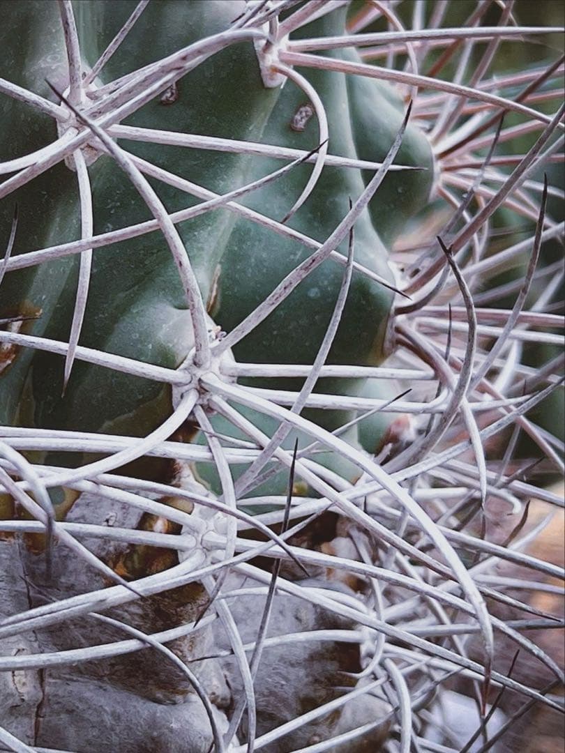 フェロカクタス 白鳥丸 サボテン 迫力の大株 - メルカリ