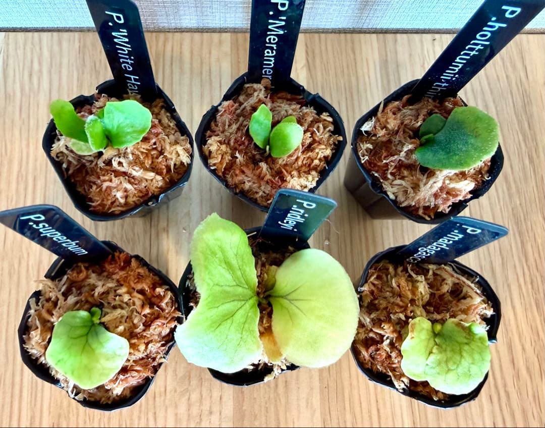 ビカクシダ セット マダガスカリエンセ スパーバム リドレイなど