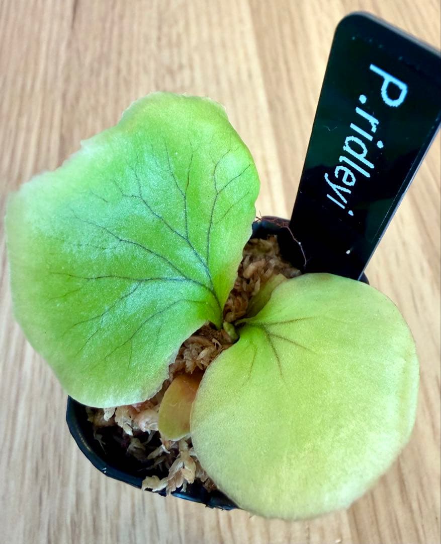 ビカクシダ セット マダガスカリエンセ スパーバム リドレイなど