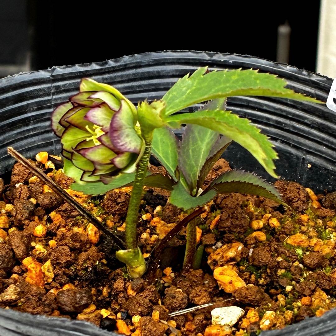 3606☘️花付き☘️⭐️ムルチ交配⭐️個性的⭐️くっきりダーク