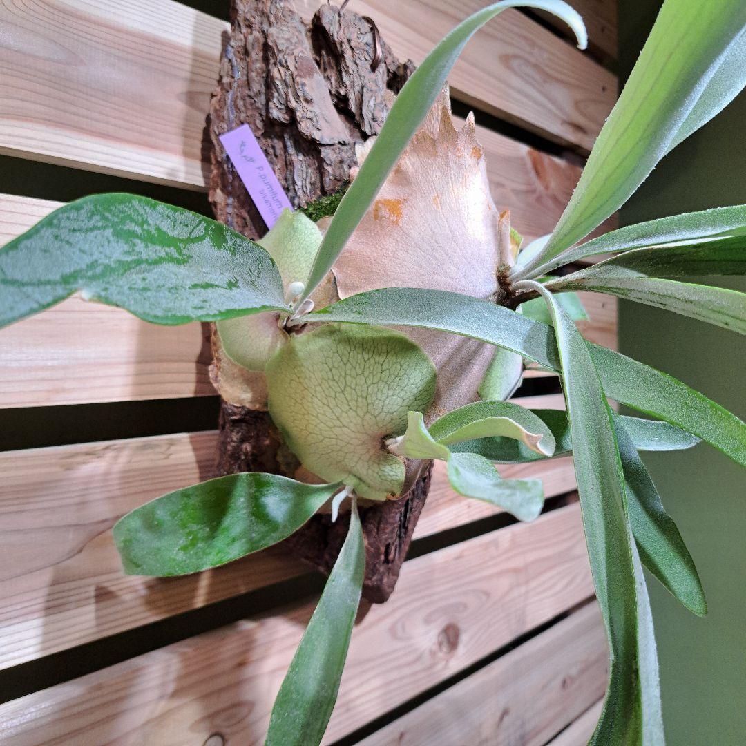 P.pumilum　OC【ビカクシダ　ベイチープミラム OC】