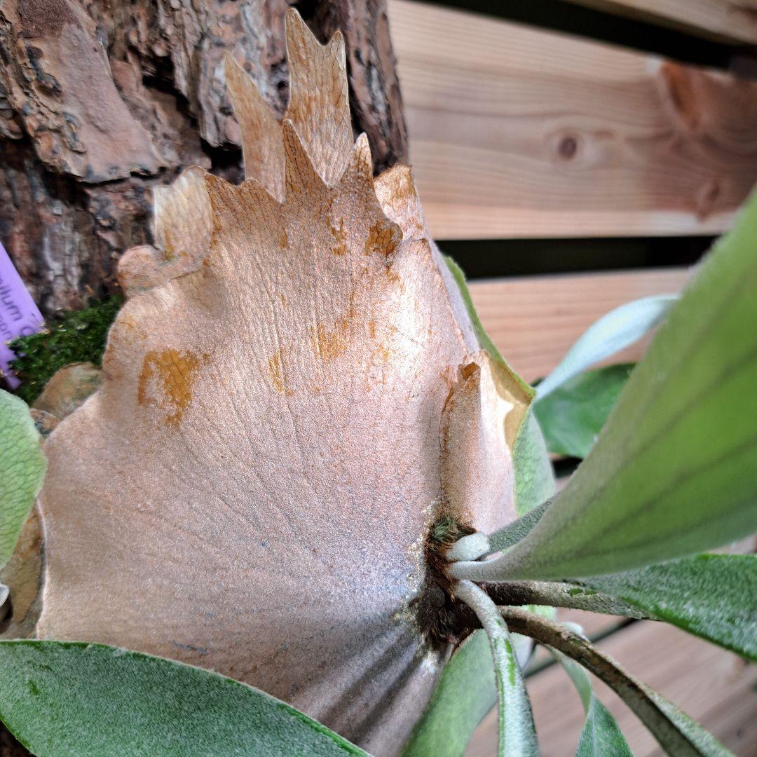 P.pumilum　OC【ビカクシダ　ベイチープミラム OC】