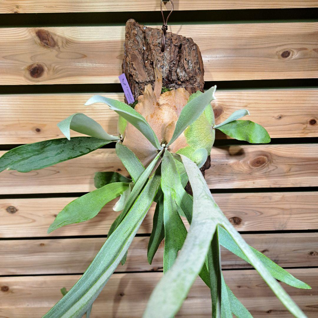 P.pumilum　OC【ビカクシダ　ベイチープミラム OC】