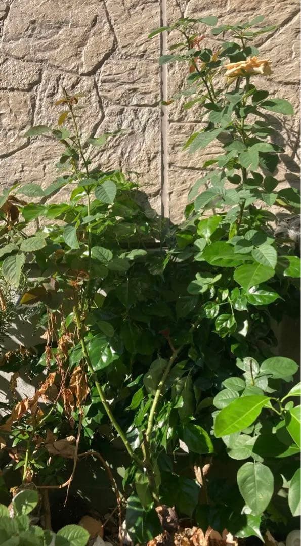 切り花　バラ苗　6号鉢