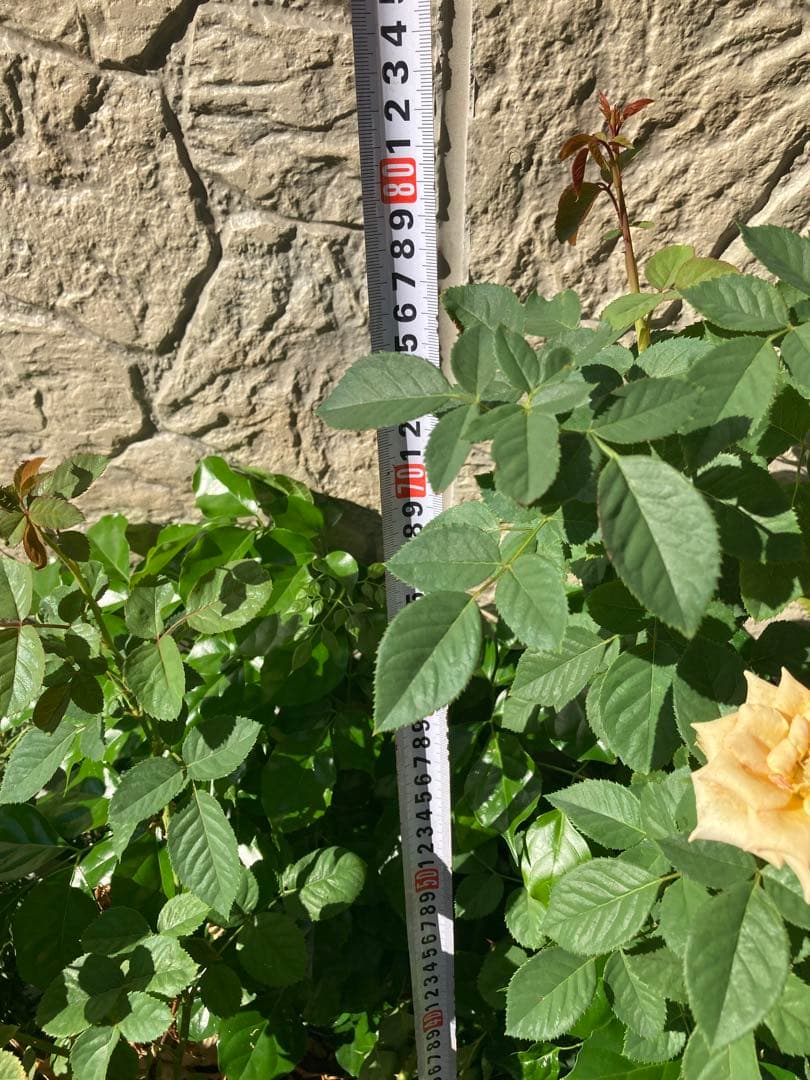 切り花　バラ苗　6号鉢