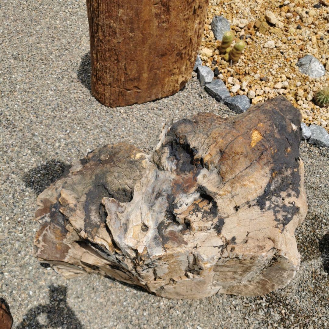 秋田産 珪化木 349キロ 木化石 庭石 石 鑑賞石 置物 オブジェ - メルカリ