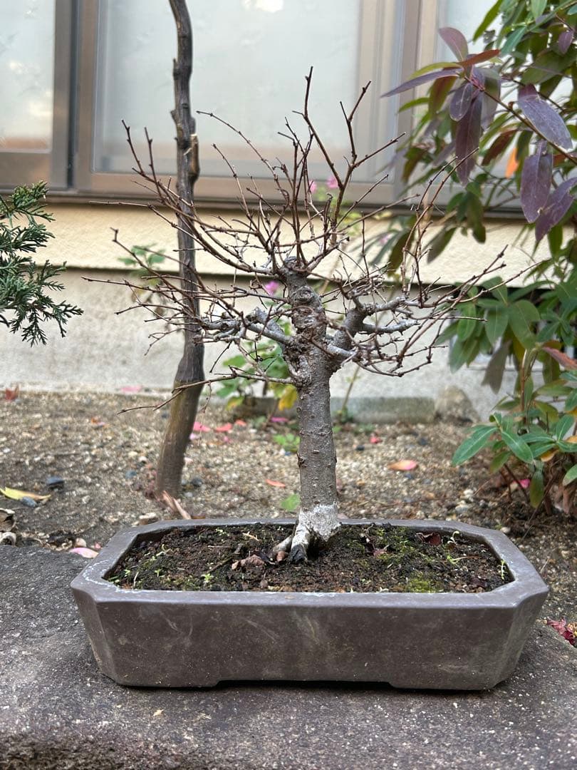 盆栽　欅　ケヤキ　中品盆栽 長方鉢 緑色の葉