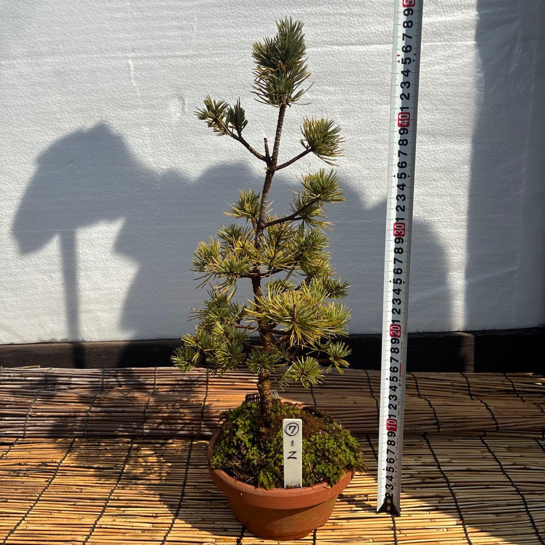 ☆盆栽☆ 赤石五葉松【Z-7】9年物 ☆愛媛県より発送☆ - メルカリ