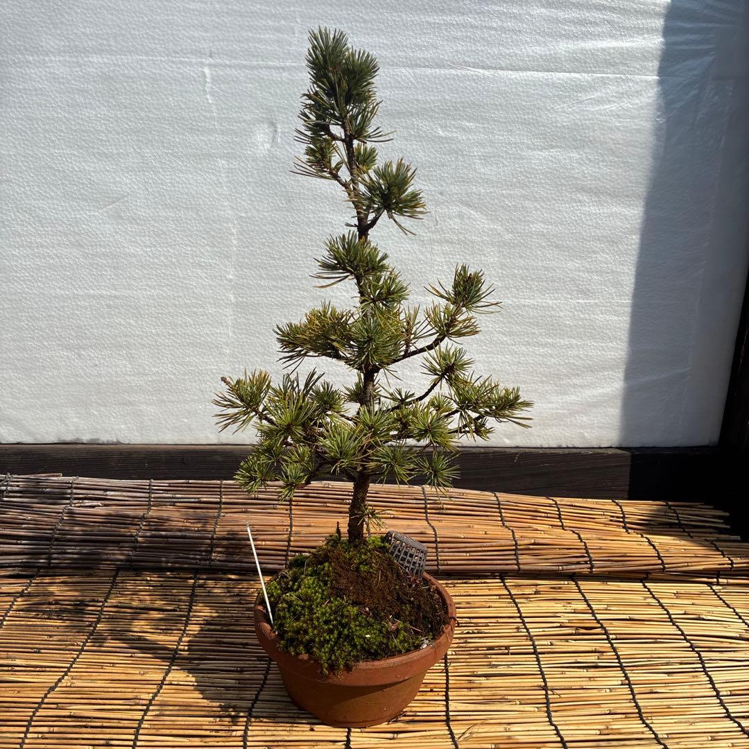☆盆栽☆ 赤石五葉松【Z-7】9年物 ☆愛媛県より発送☆ - メルカリ
