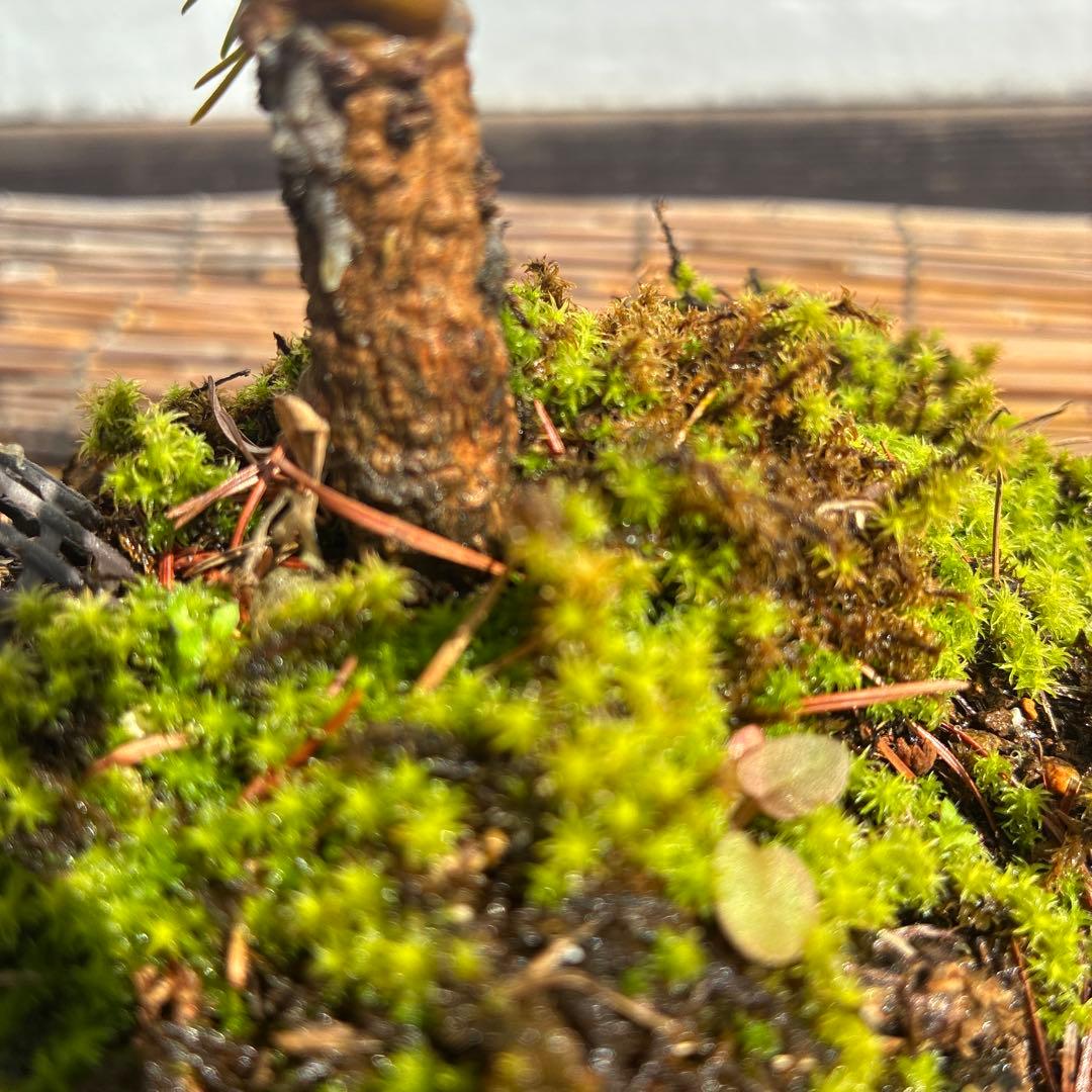 ☆盆栽☆ 赤石五葉松【Z-7】9年物 ☆愛媛県より発送☆ - メルカリ