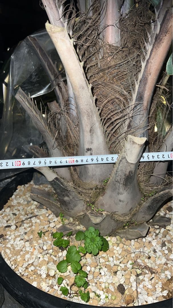 ココスヤシ 幹太 - メルカリ