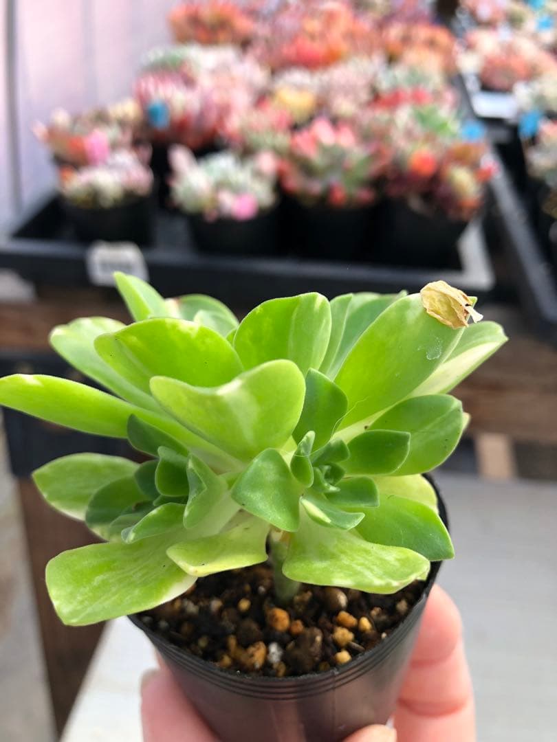 アエオニウム 蝶chou♡抜き苗(サボテン相談室) - メルカリ