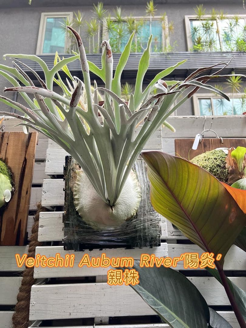 ビカクシダ veitchii Auburn River 