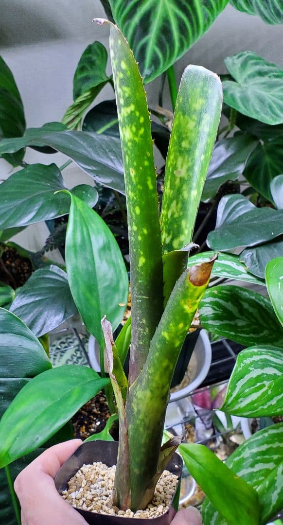 ビルベルギア ワイルドシング タンクブロメリア 観葉植物 Billbergia