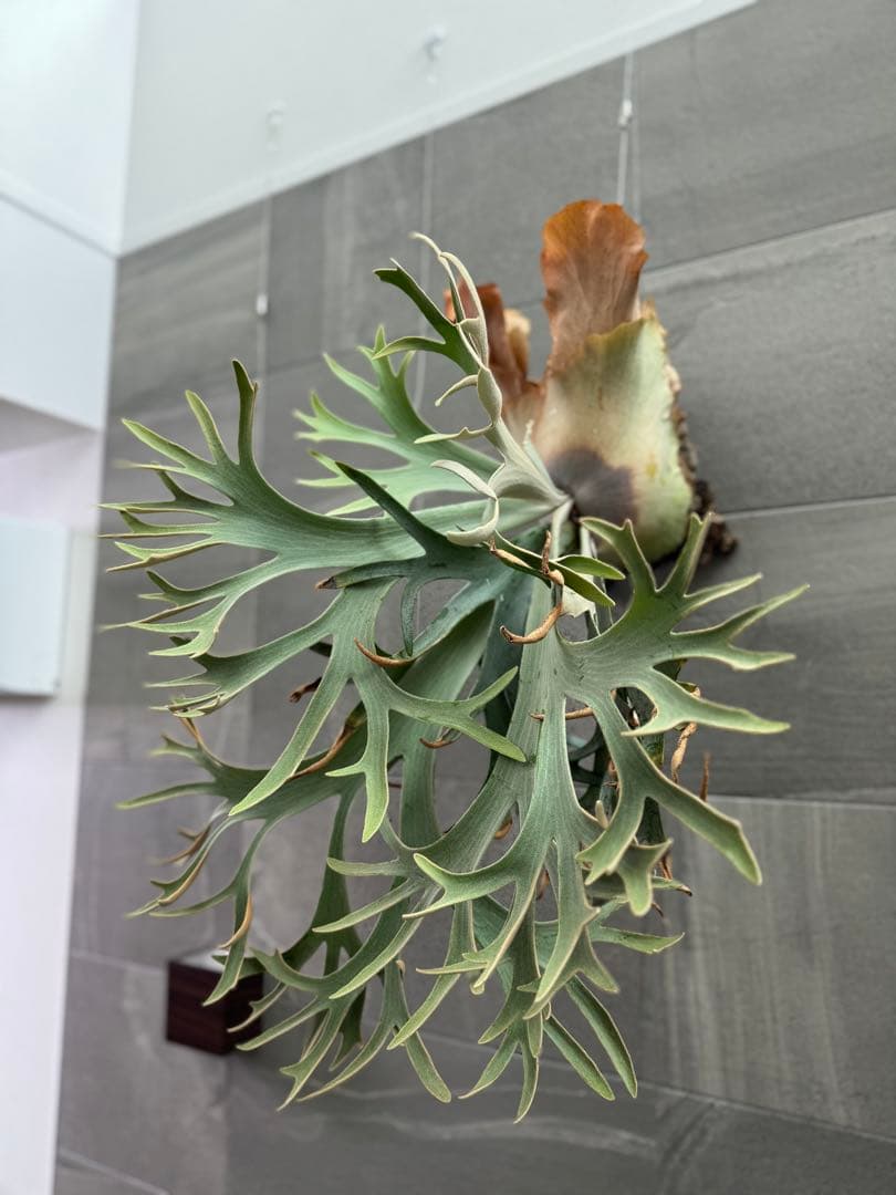 ビカクシダ Anapat#1 オリジナル　子株②