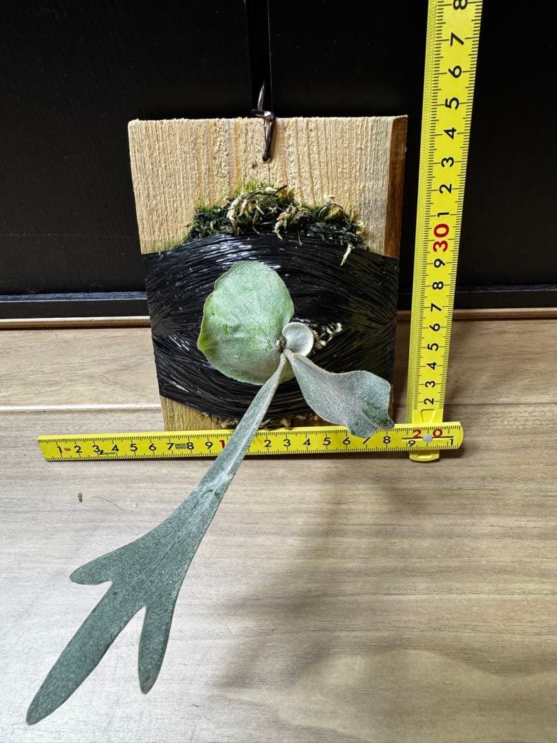 ビカクシダ Anapat#1 オリジナル　子株②