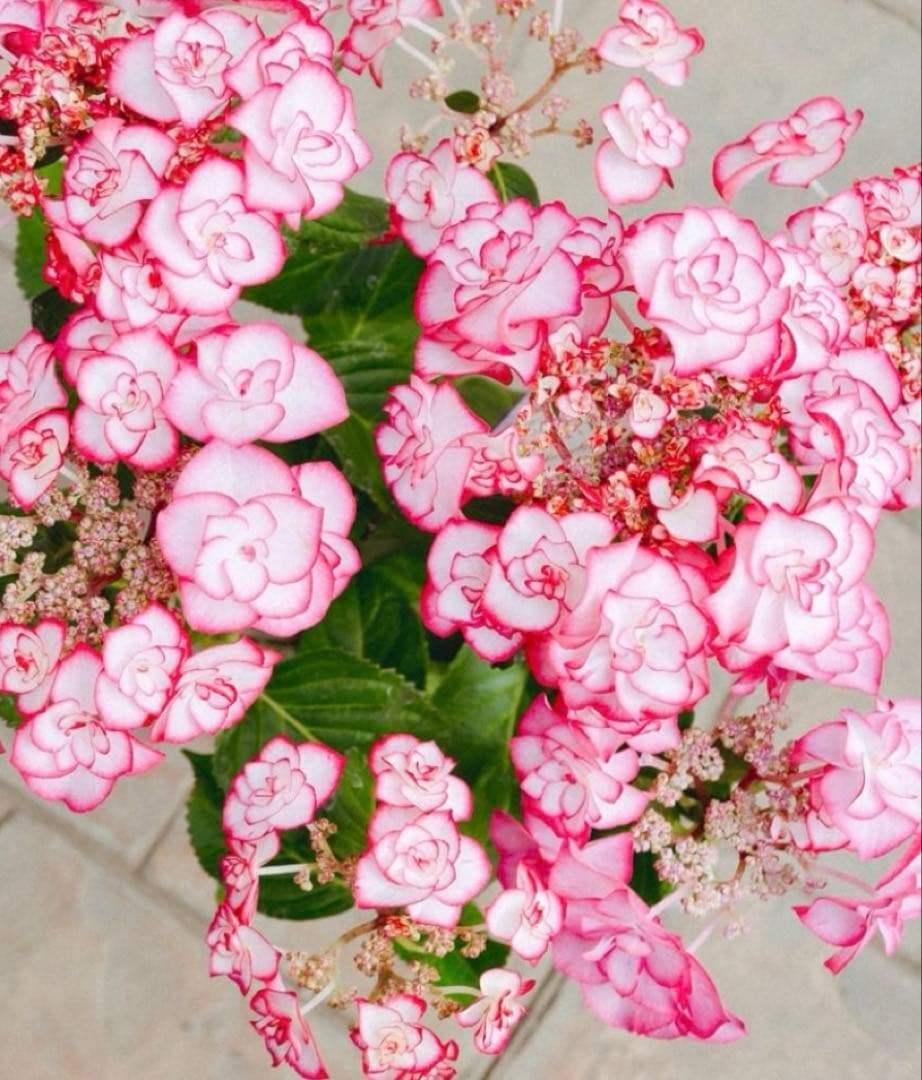 華やかな覆輪紫陽花