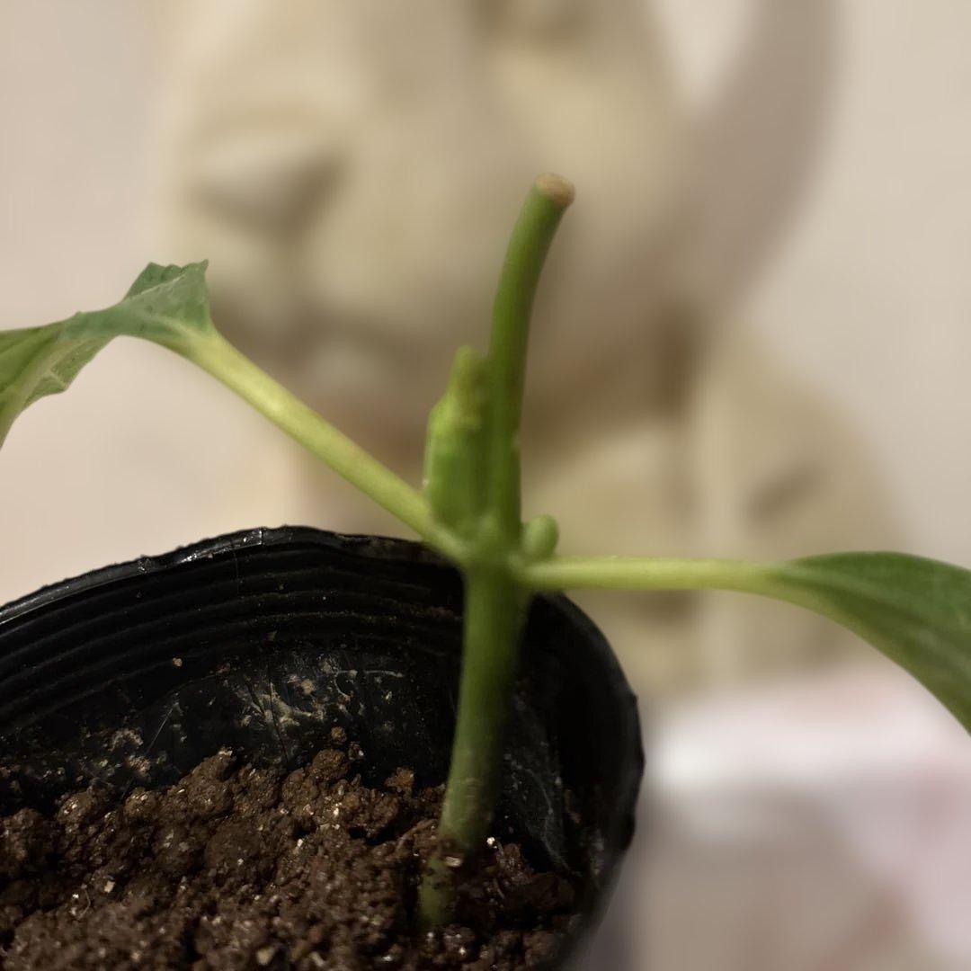 華やかな覆輪紫陽花