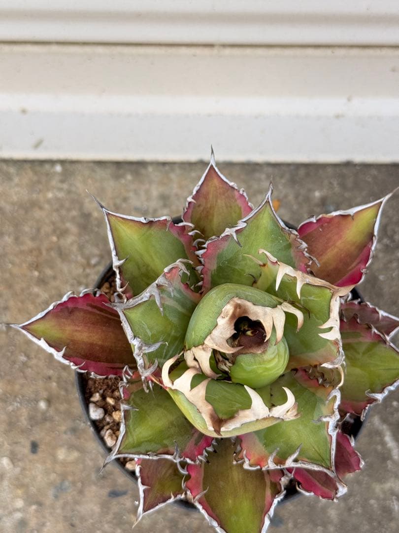 レッドキャットウィーズル 斑入り｜ピンク差し斑｜3.5寸鉢｜希少　斑入りRCW