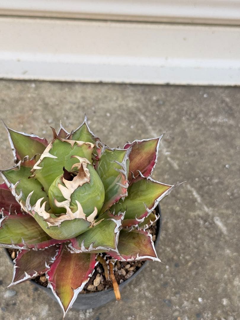 レッドキャットウィーズル 斑入り｜ピンク差し斑｜3.5寸鉢｜希少　斑入りRCW