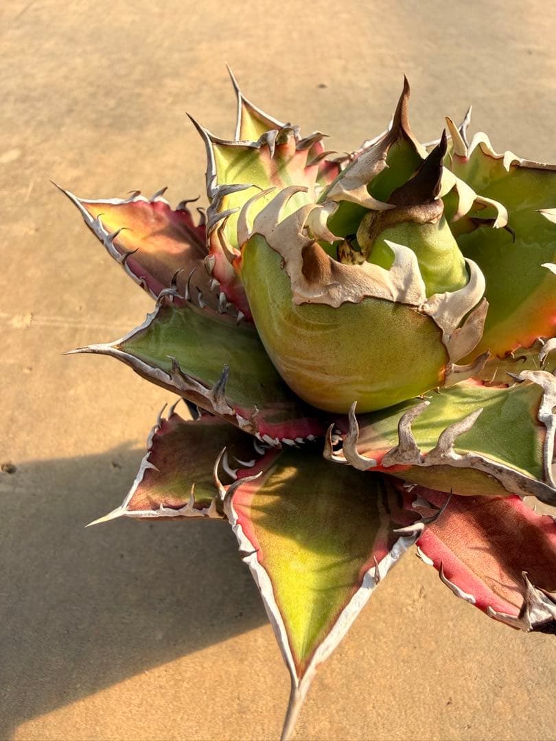 レッドキャットウィーズル 斑入り｜ピンク差し斑｜3.5寸鉢｜希少　斑入りRCW