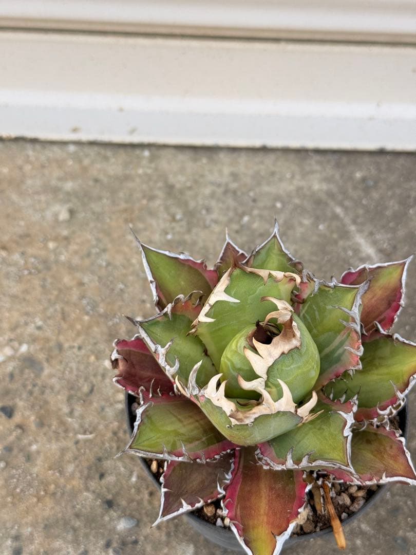 レッドキャットウィーズル 斑入り｜ピンク差し斑｜3.5寸鉢｜希少　斑入りRCW