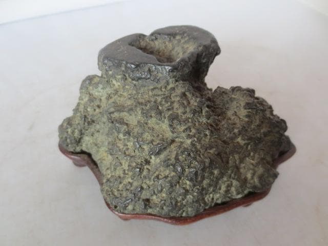 【艸】 R7/08/18-1　加茂川石　巌上溜まり石　幅11.5㎝　水石