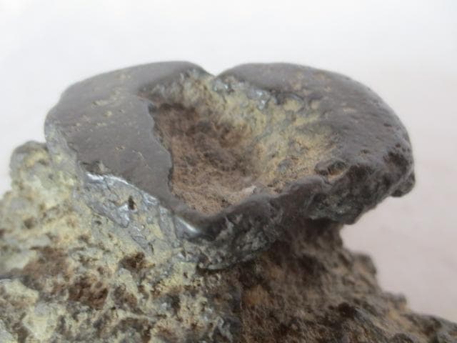 【艸】 R7/08/18-1　加茂川石　巌上溜まり石　幅11.5㎝　水石