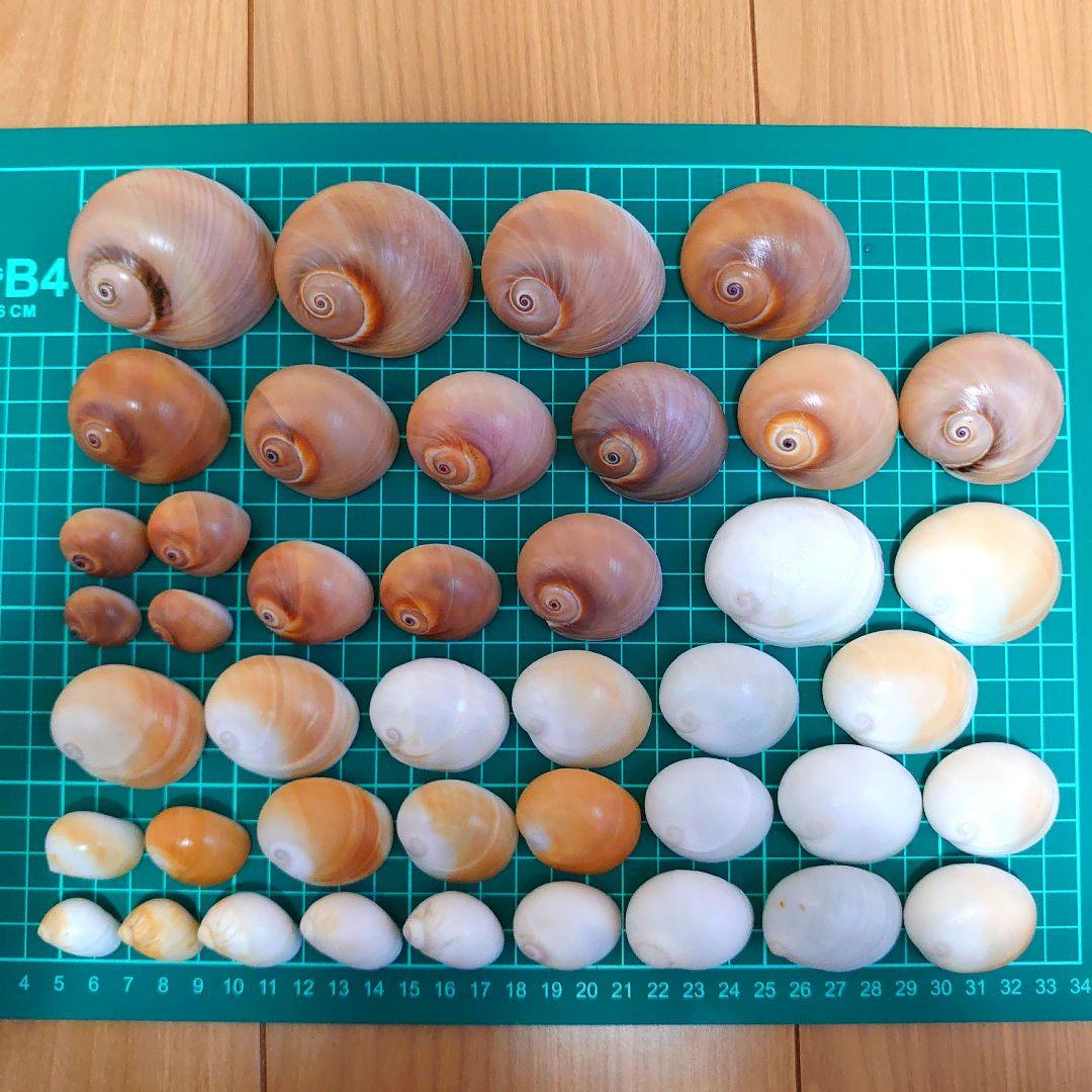 貝殻まとめ売り 貝殻セット ツメタガイ マンジュウガイ ユキネズミ