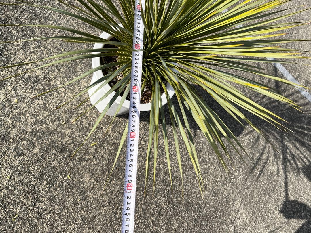 ユッカ ロストラータ 幹上がり ボリュームあり 10号鉢 25 - メルカリ