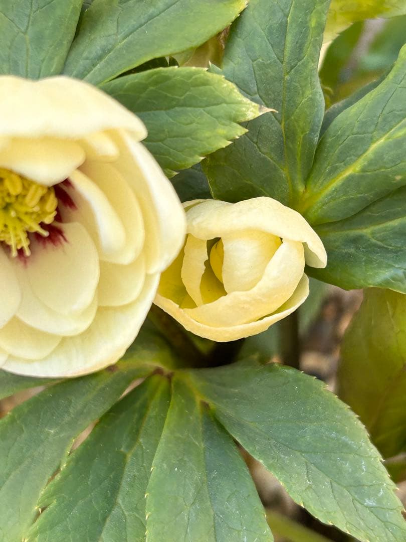 dd小輪ホワイト フラッシュ クリスマスローズ