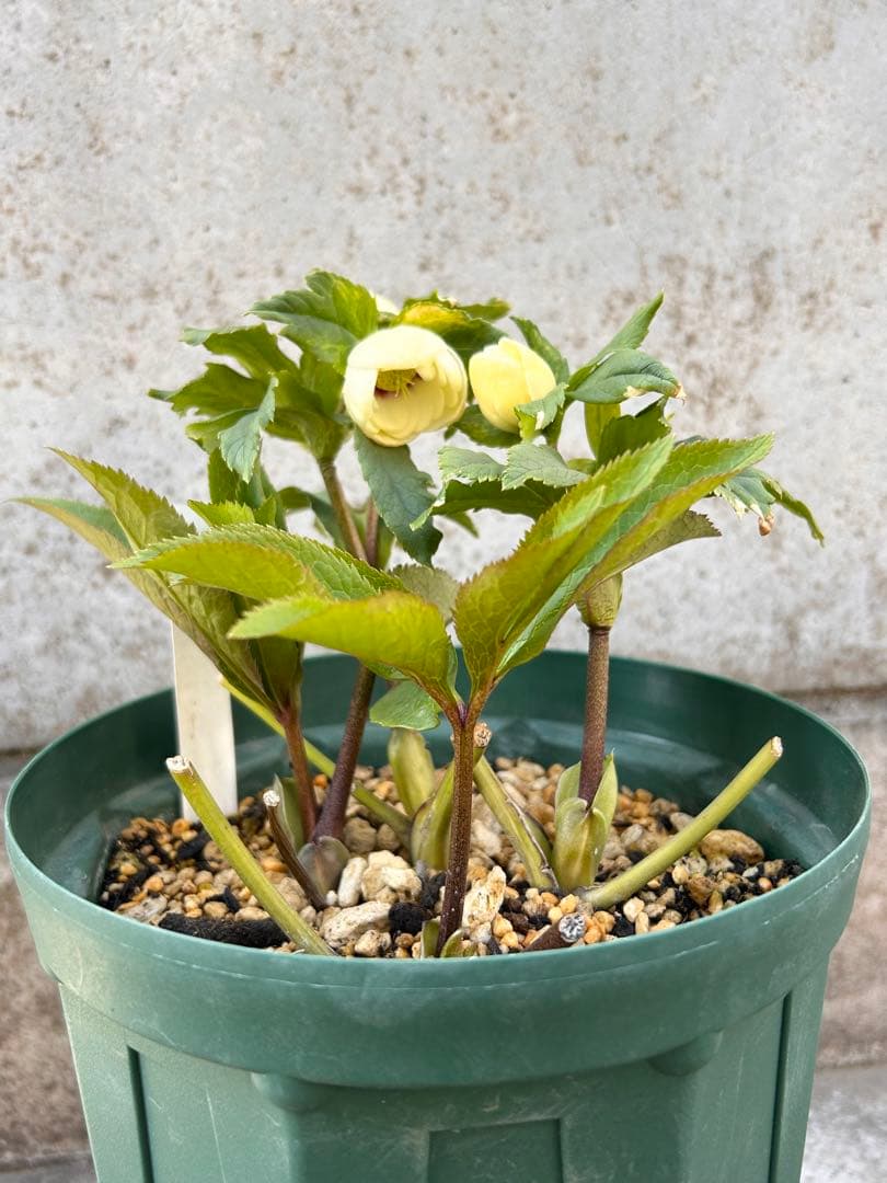 dd小輪ホワイト フラッシュ クリスマスローズ