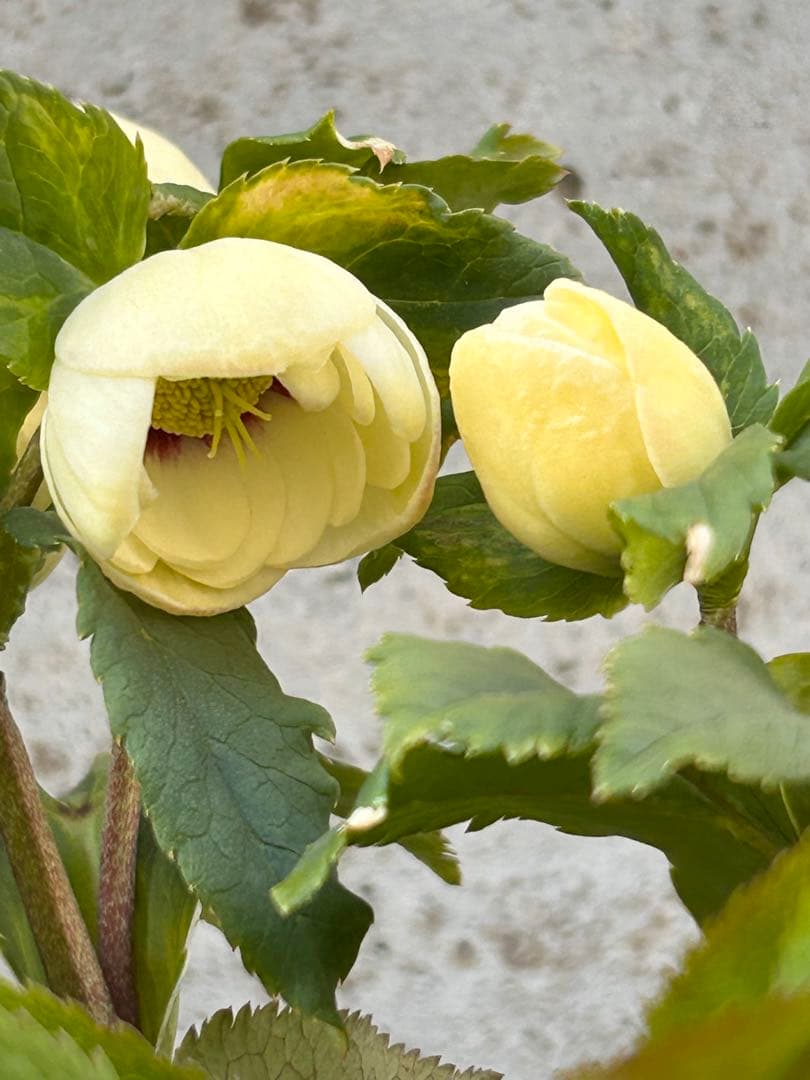 dd小輪ホワイト フラッシュ クリスマスローズ