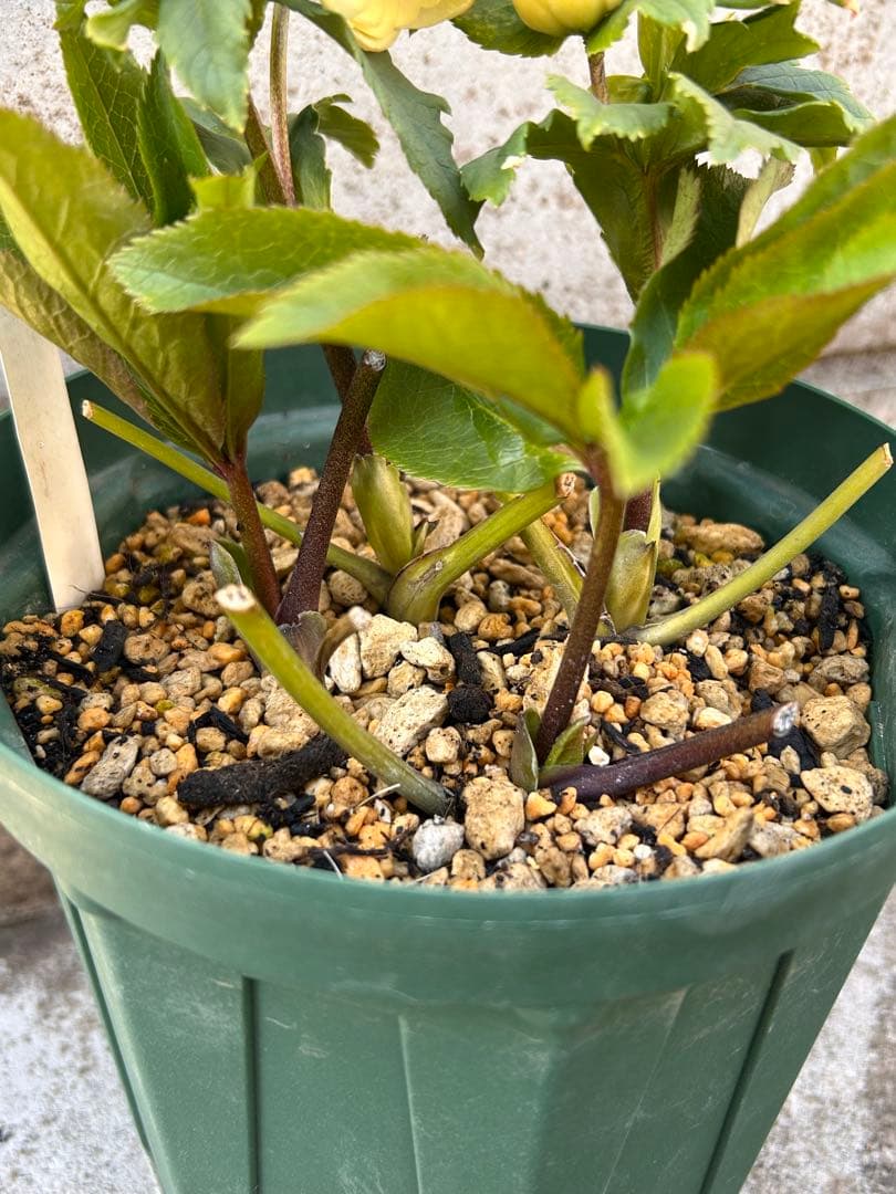 dd小輪ホワイト フラッシュ クリスマスローズ