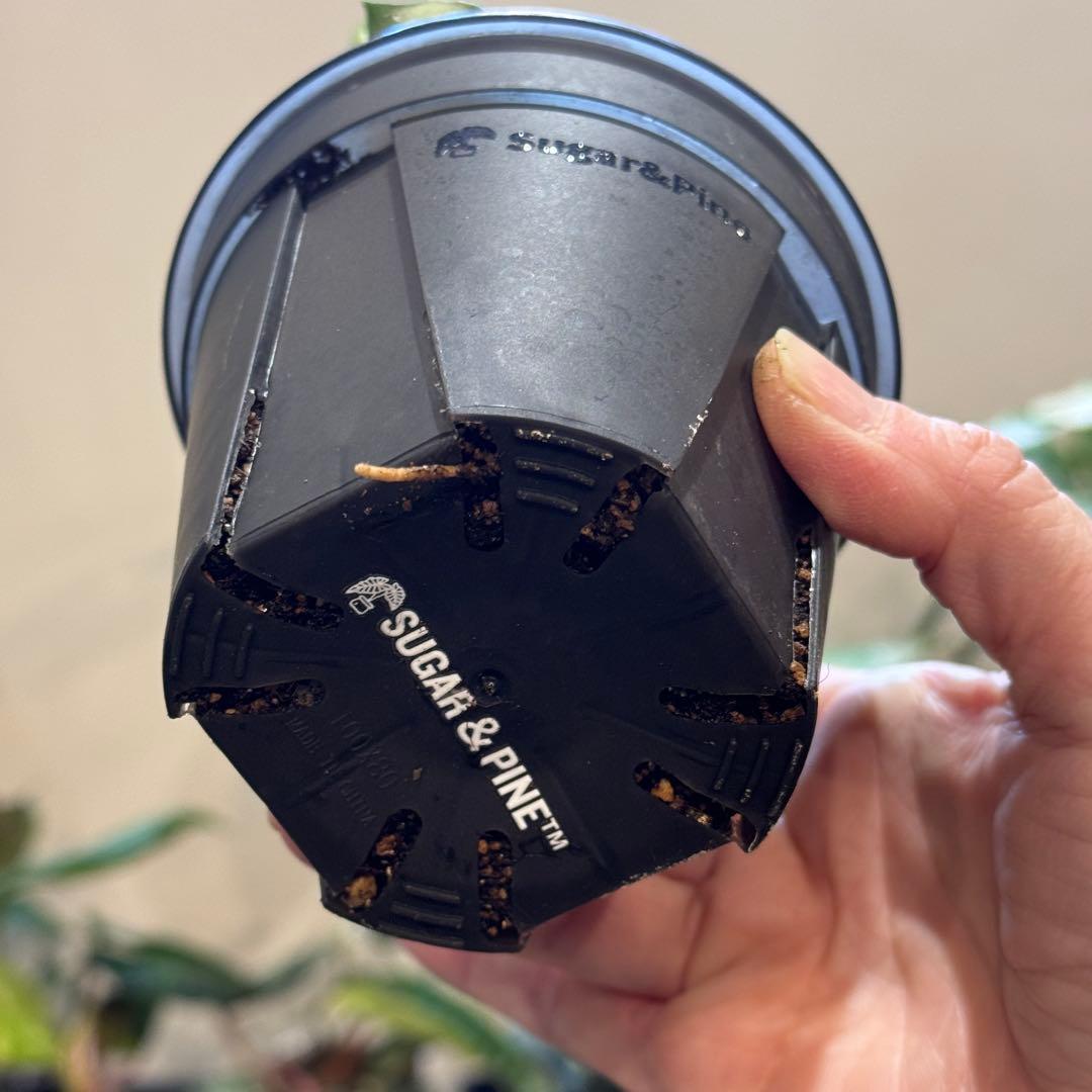 k*9様 13 ホヤ　カルノーサ　アルゲンティアプリンセス　斑入りホヤ