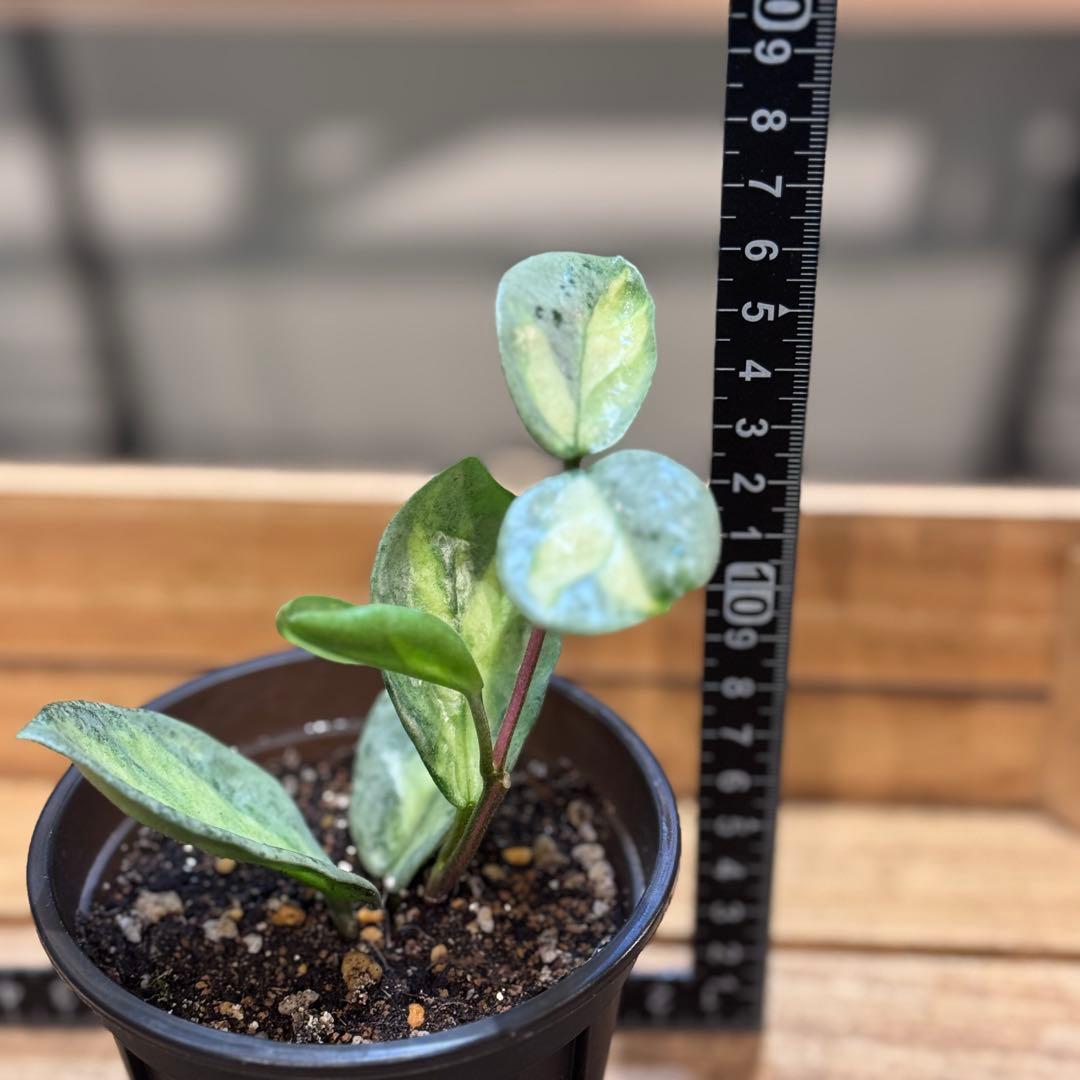 k*9様 13 ホヤ　カルノーサ　アルゲンティアプリンセス　斑入りホヤ