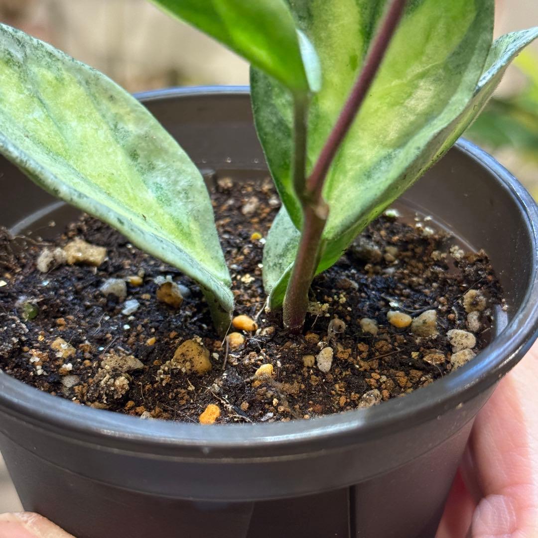 k*9様 13 ホヤ　カルノーサ　アルゲンティアプリンセス　斑入りホヤ