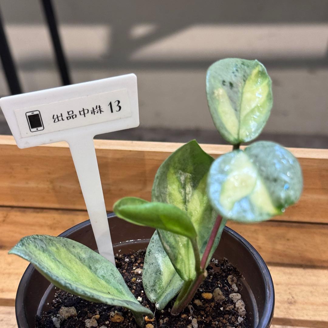 k*9様 13 ホヤ　カルノーサ　アルゲンティアプリンセス　斑入りホヤ