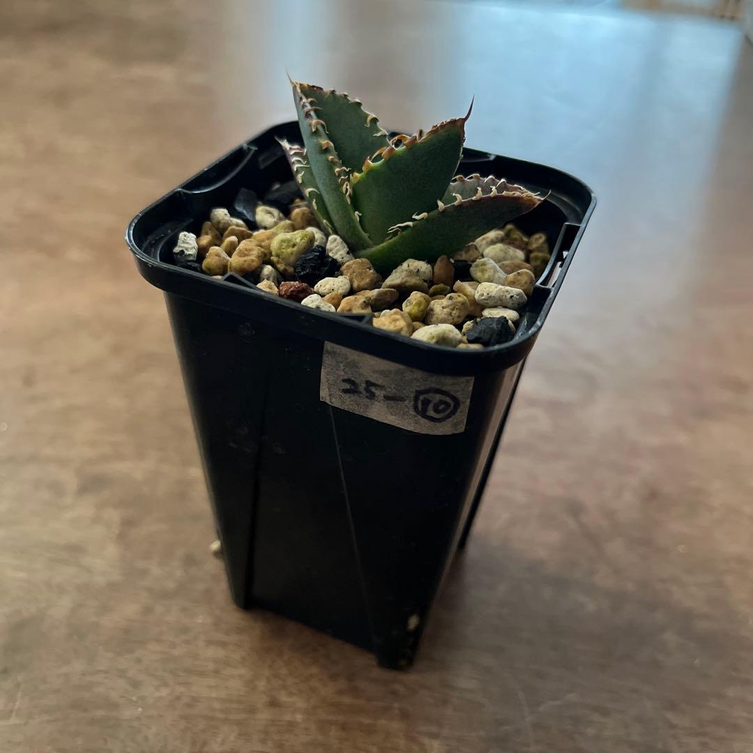 アガベ オテロイ実生 25-10 - メルカリ